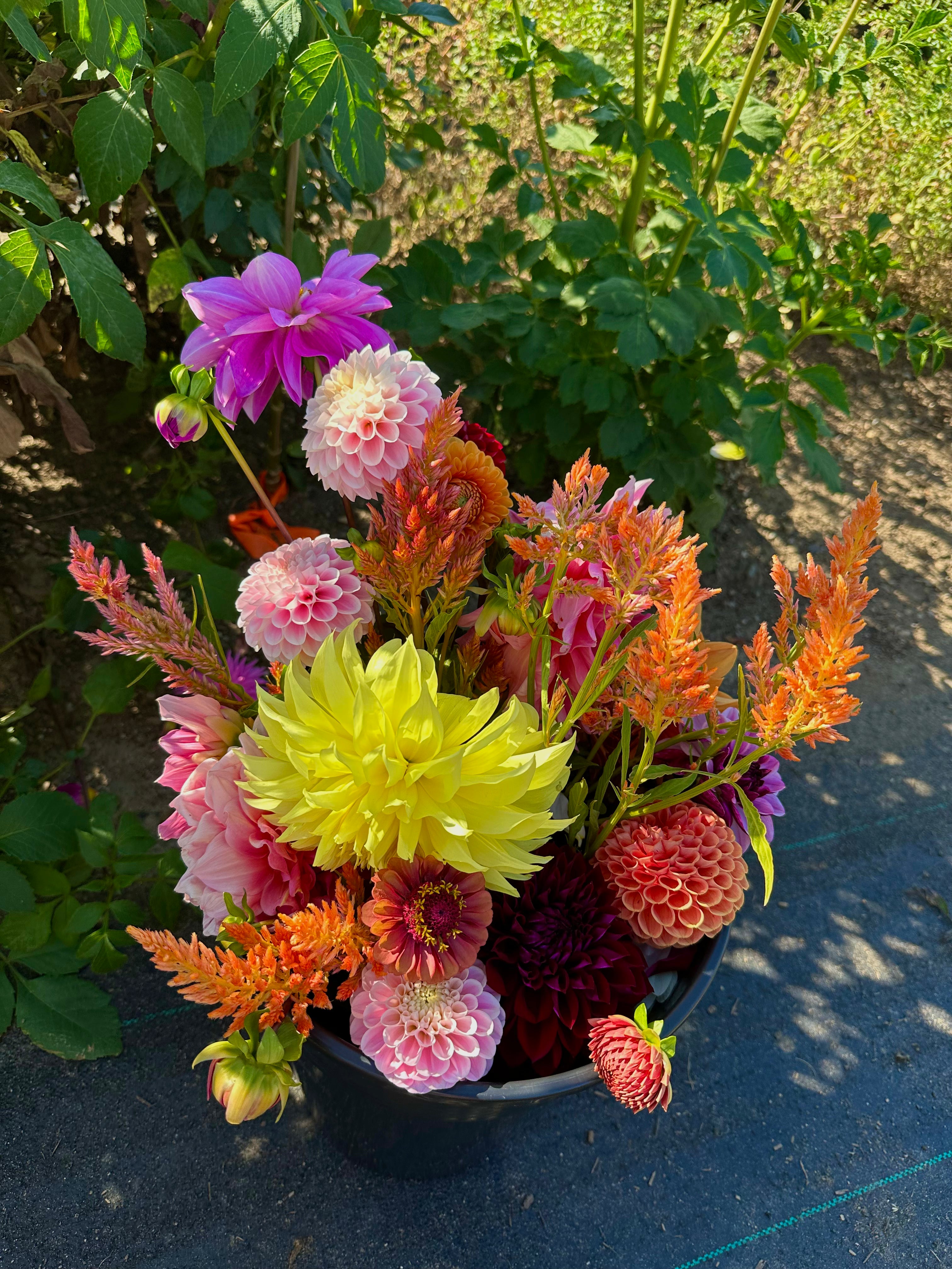 Dahlia Bloom Bucket (30 Stems)