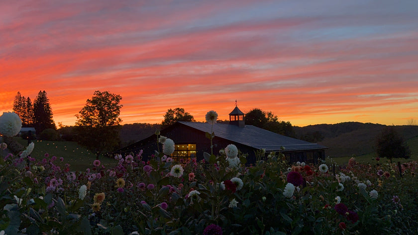 Sunset Garden Yoga & You-Pick Event