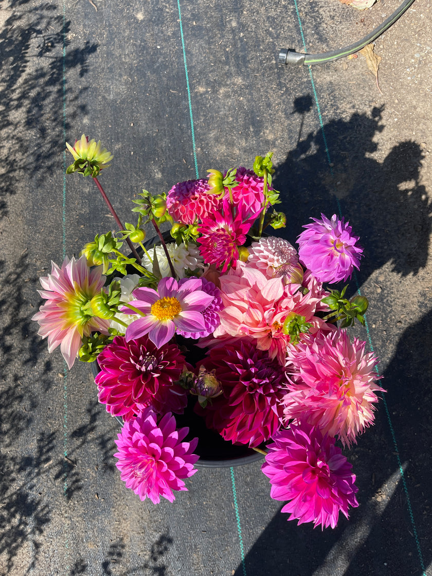 Dahlia Bloom Bucket (30 Stems)