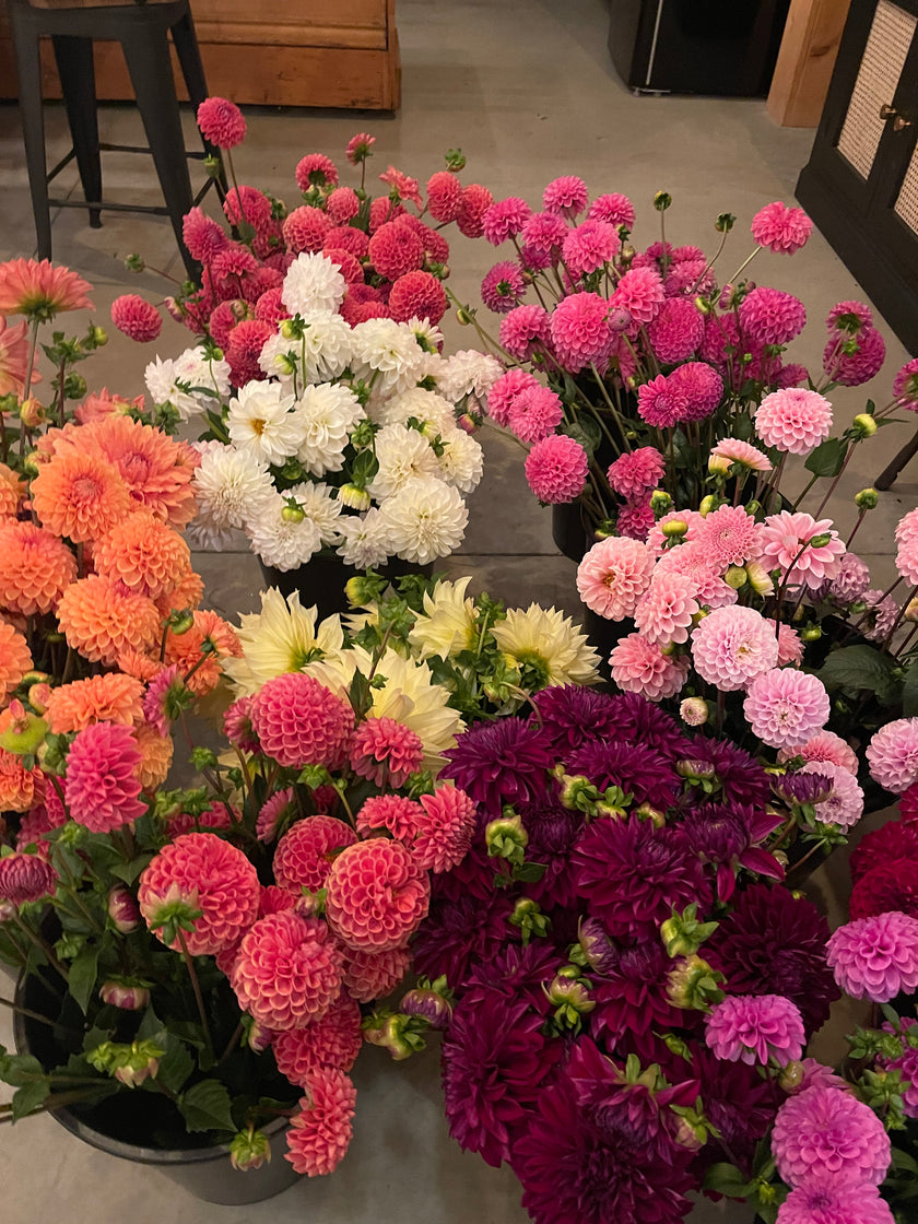Dahlia Bloom Bucket (30 Stems)