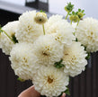 Boom Boom White
