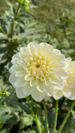 Caramel Antique