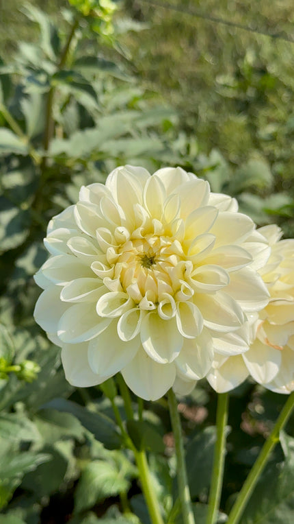 Caramel Antique