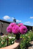 Rob Ann Regal - 5 Pack Tubers