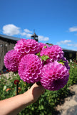 Rob Ann Regal - 5 Pack Tubers