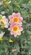 Ferncliff Dolly