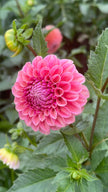 Bracken Rose, Limit 1