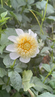 Platinum Blonde