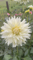 Roque Starburst