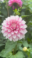 Budapest Blush