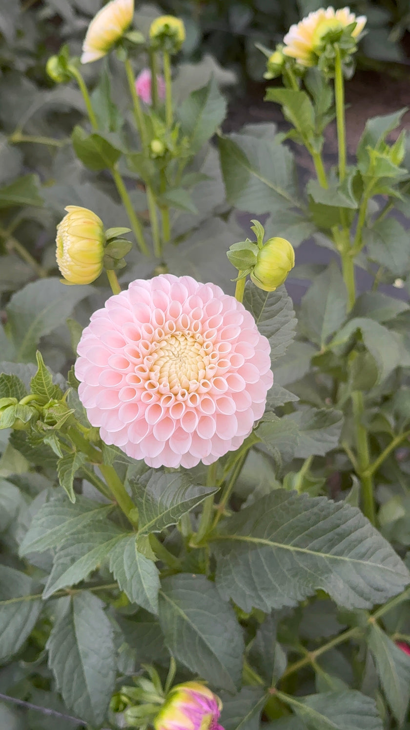 20th Ave Memory, Limit 1