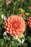 Iced Tea - 5 Pack Tubers