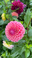 Bracken Rose, Limit 1