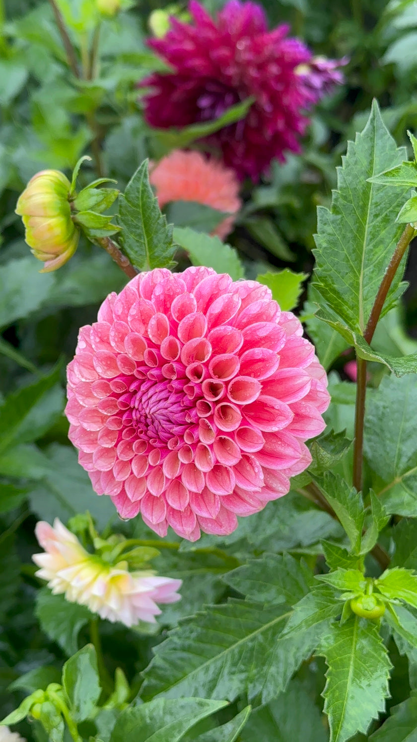 Bracken Rose, Limit 1