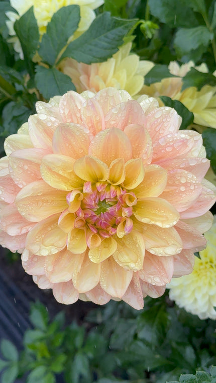 Wyn's New Pastel
