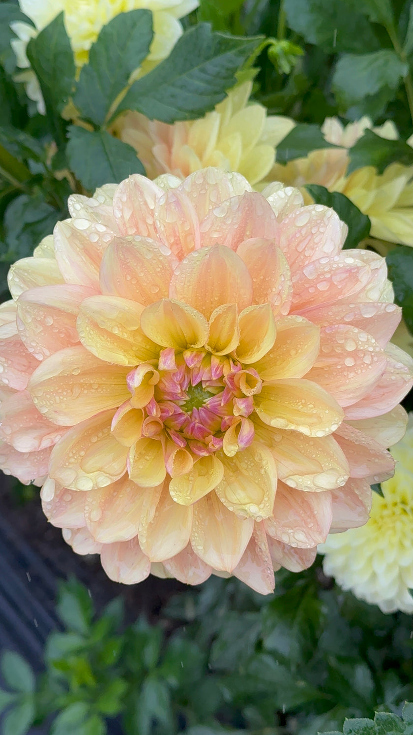 Wyn's New Pastel