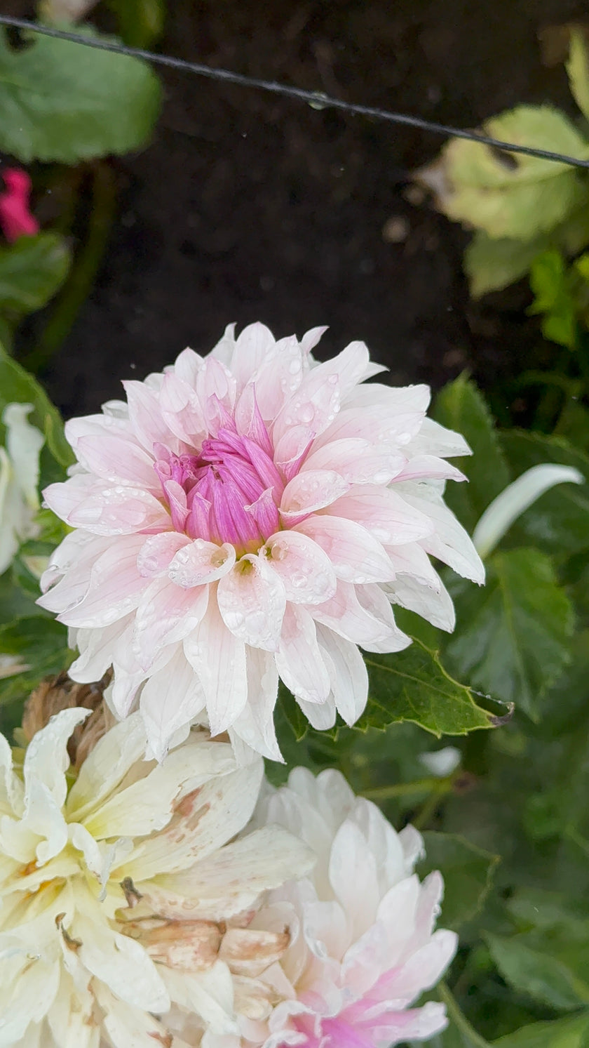 Bloomquist Compare, Limit 1