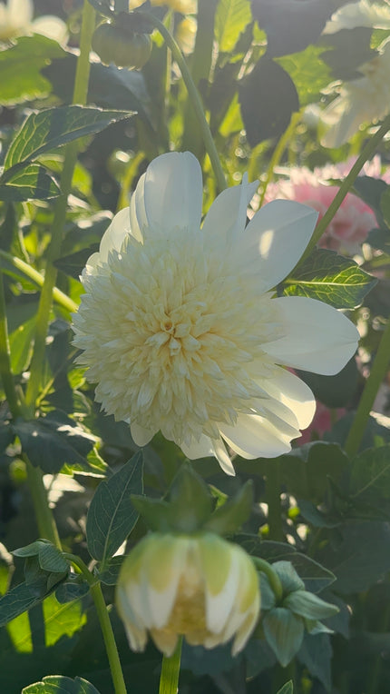 Platinum Blonde