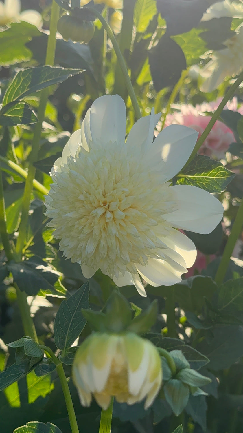 Platinum Blonde