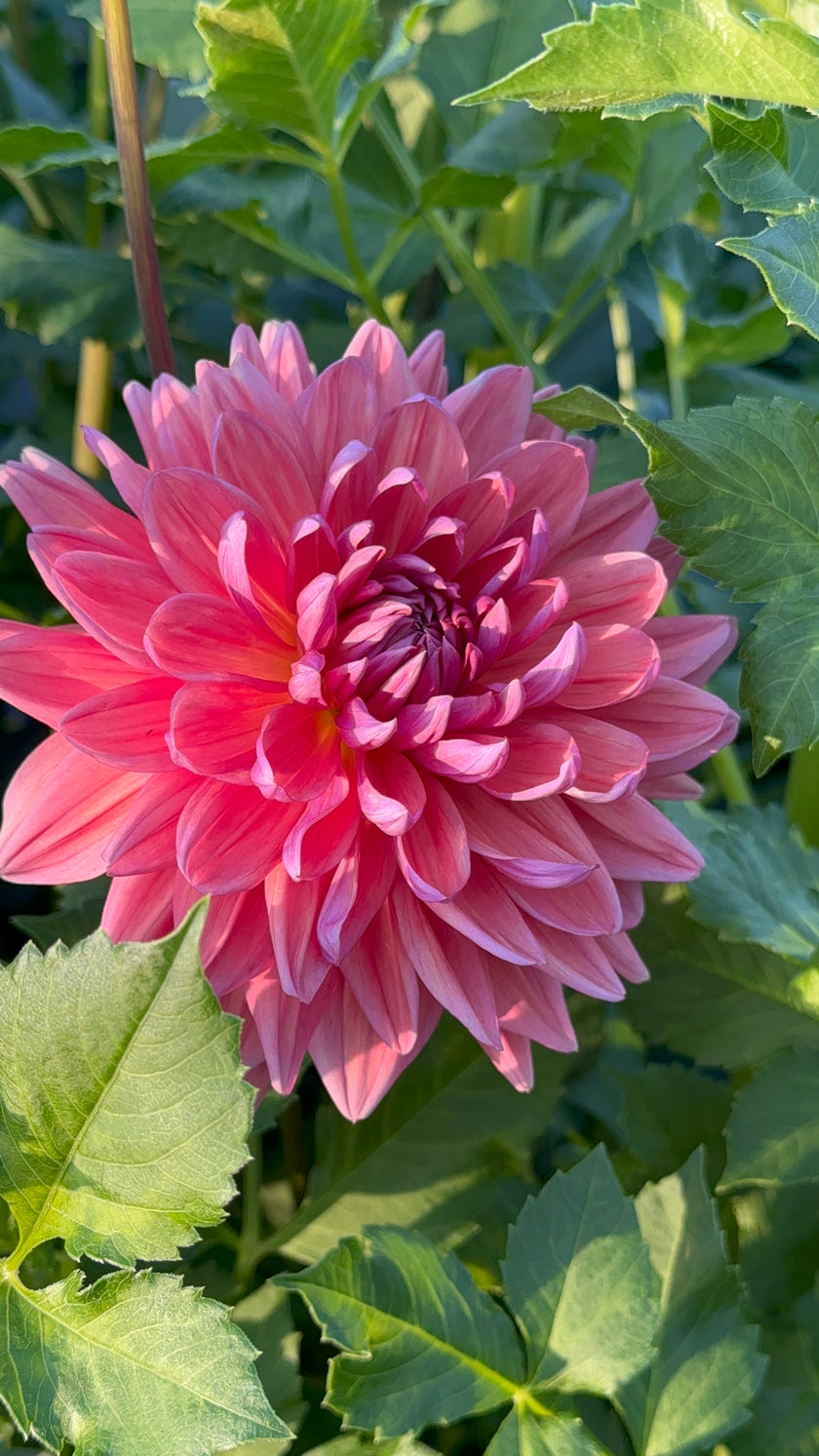 Dutch Pearl