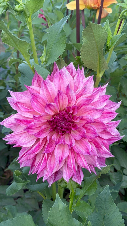 Café Au Lait (Royal)
