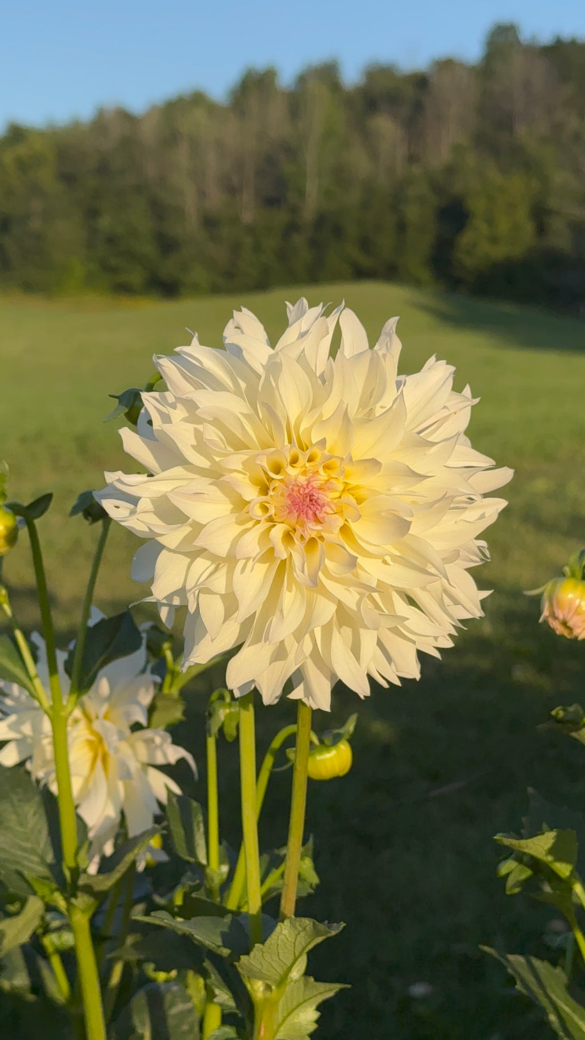 Tahoma Early Dawn