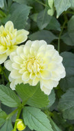 Caramel Antique