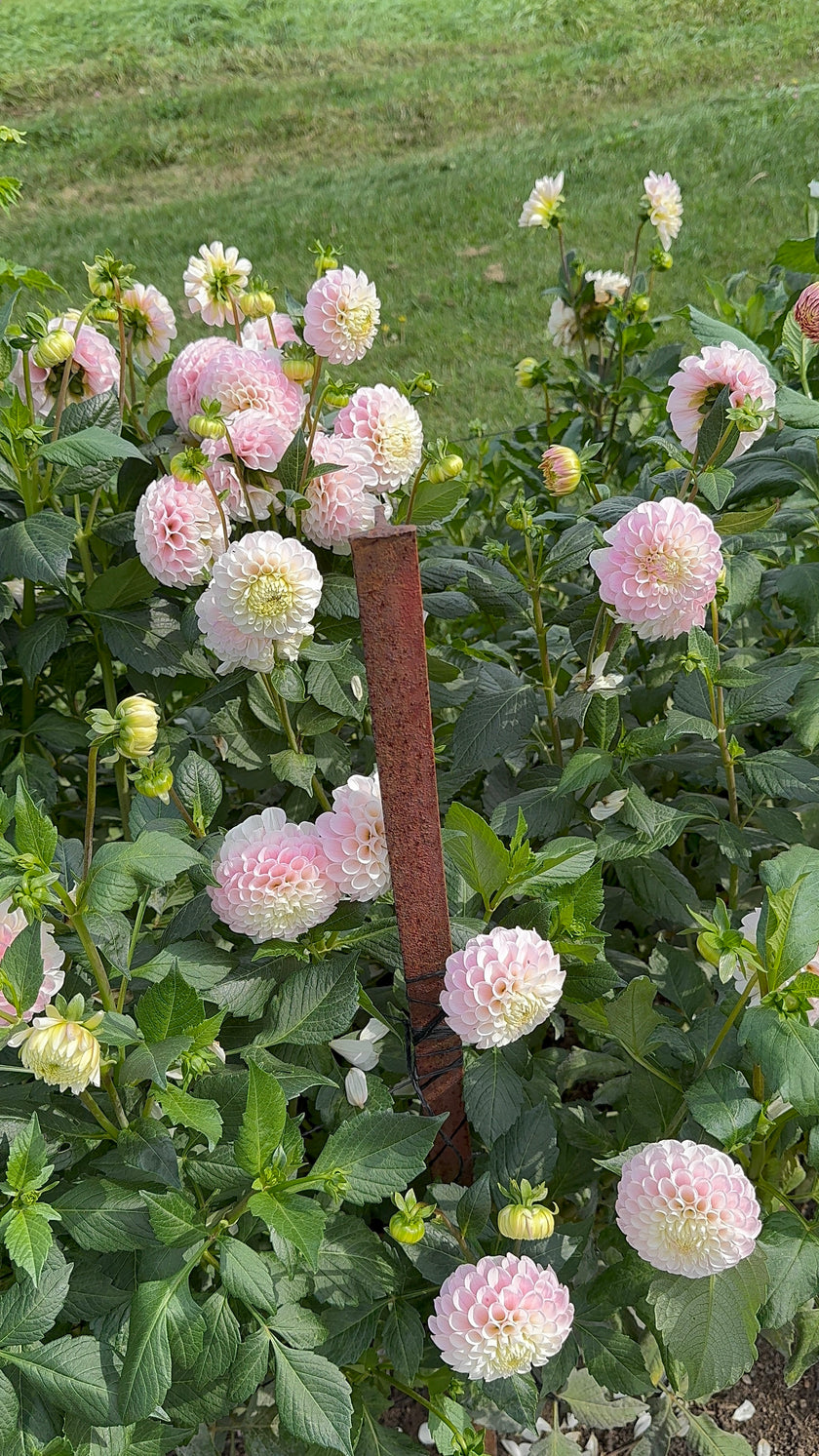 20th Ave Memory, Limit 1