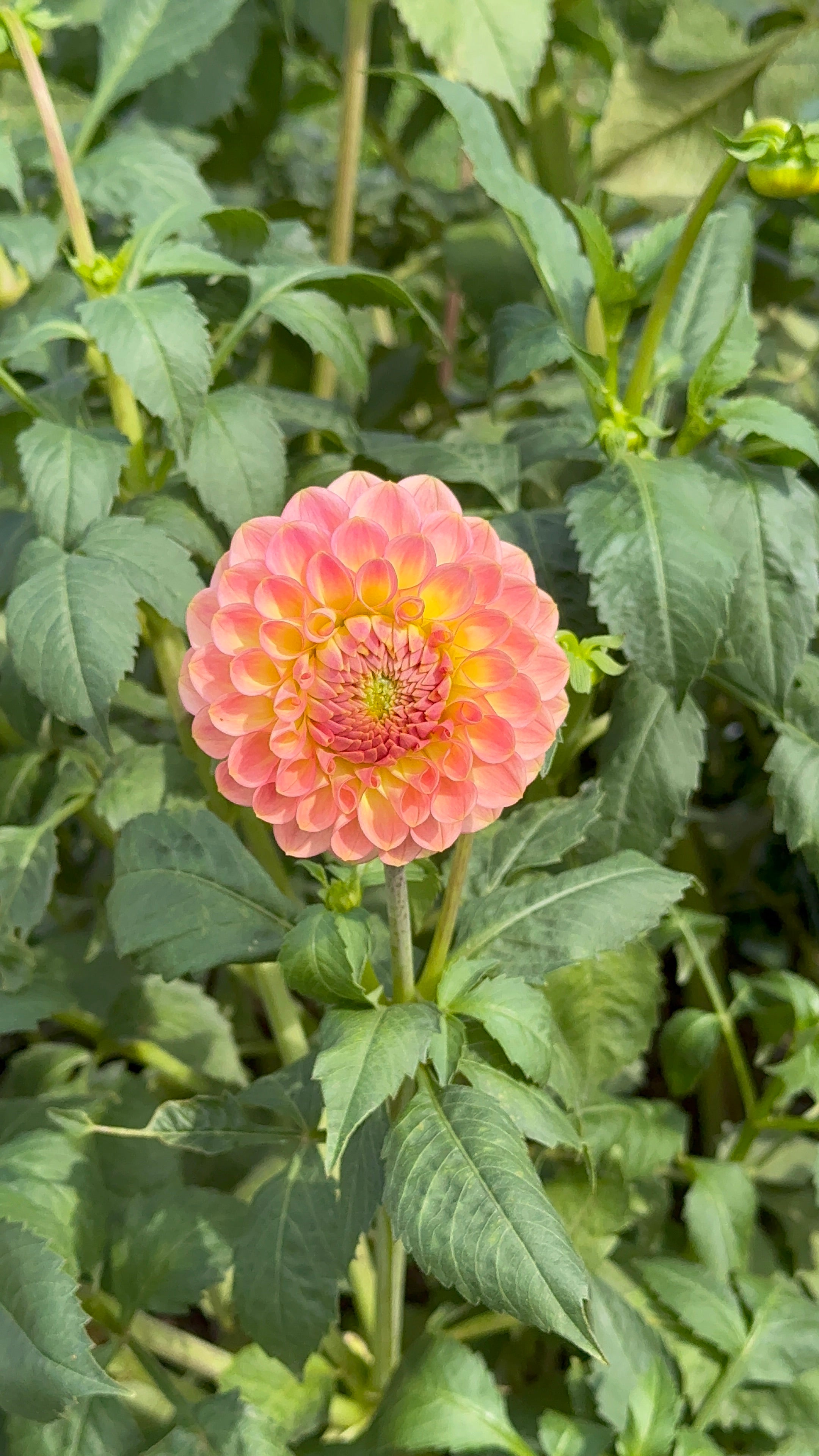 20th Ave Softer Peach