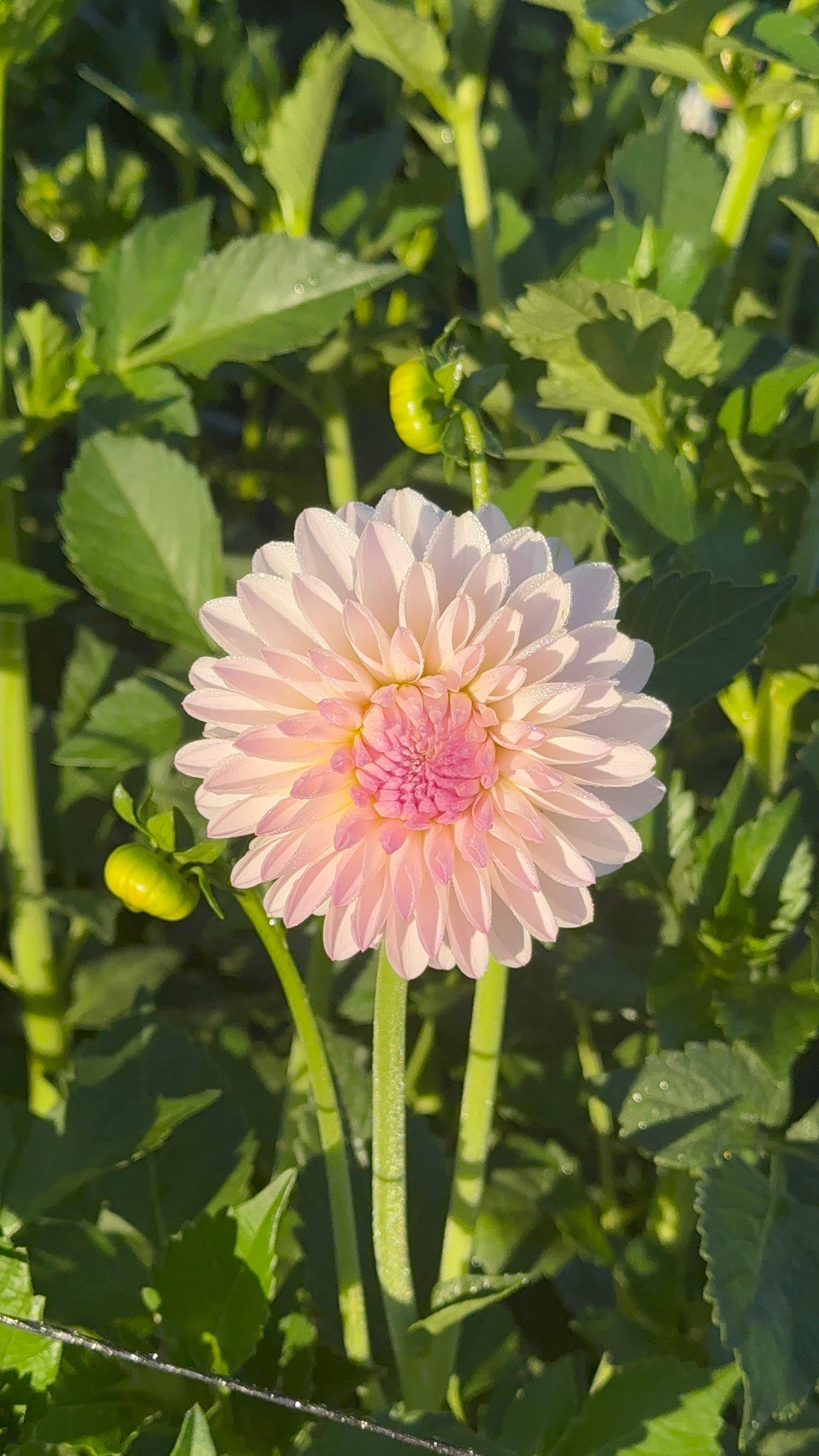 Tahoma Stellar Feller