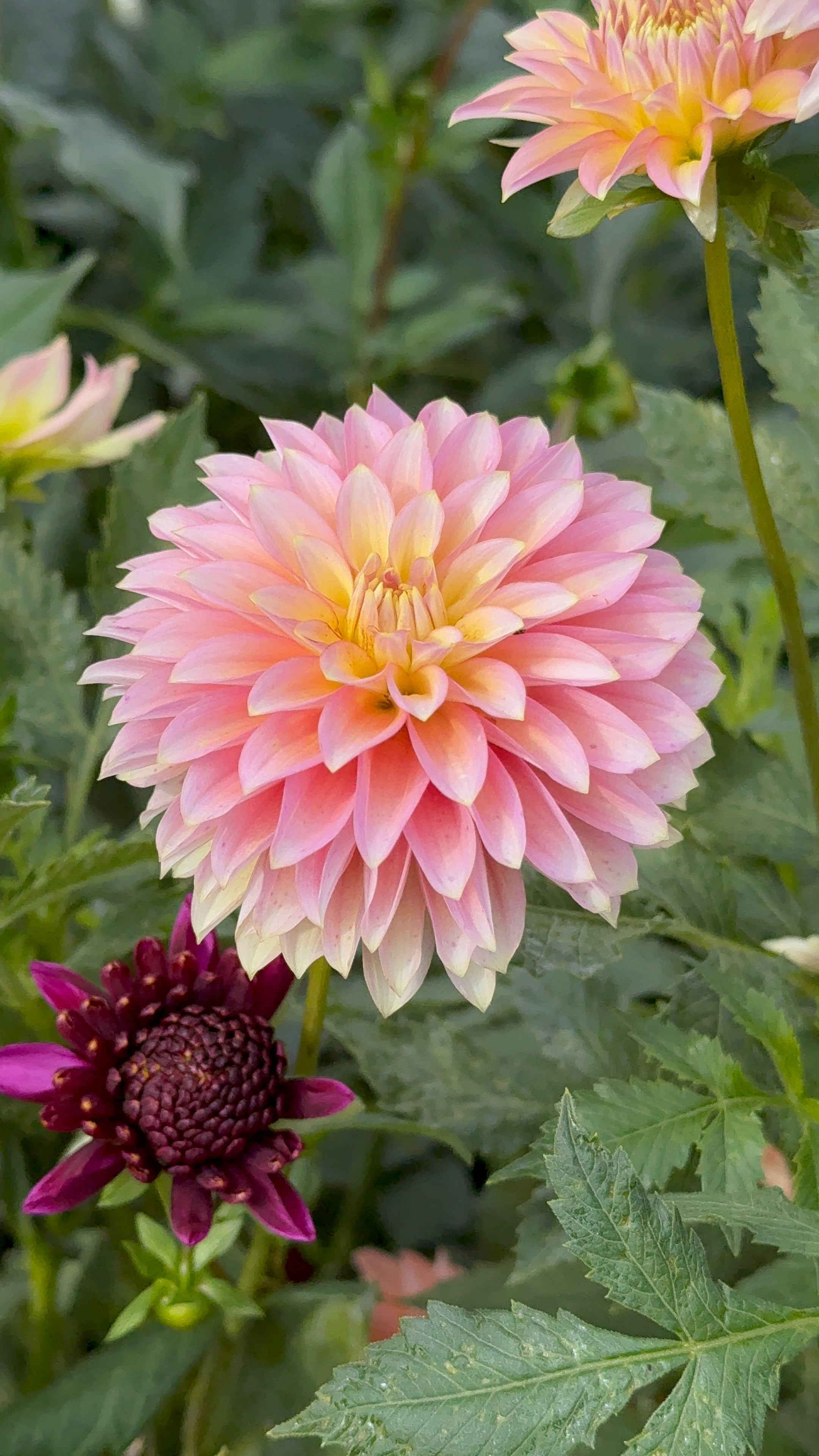 Bloomquist Mojo, Limit 1