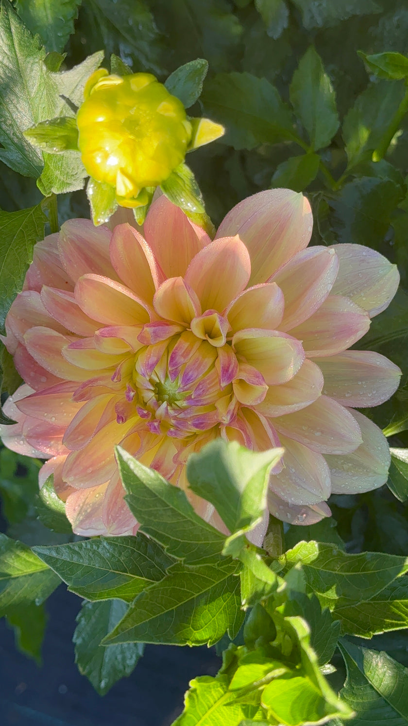 Wyn's New Pastel