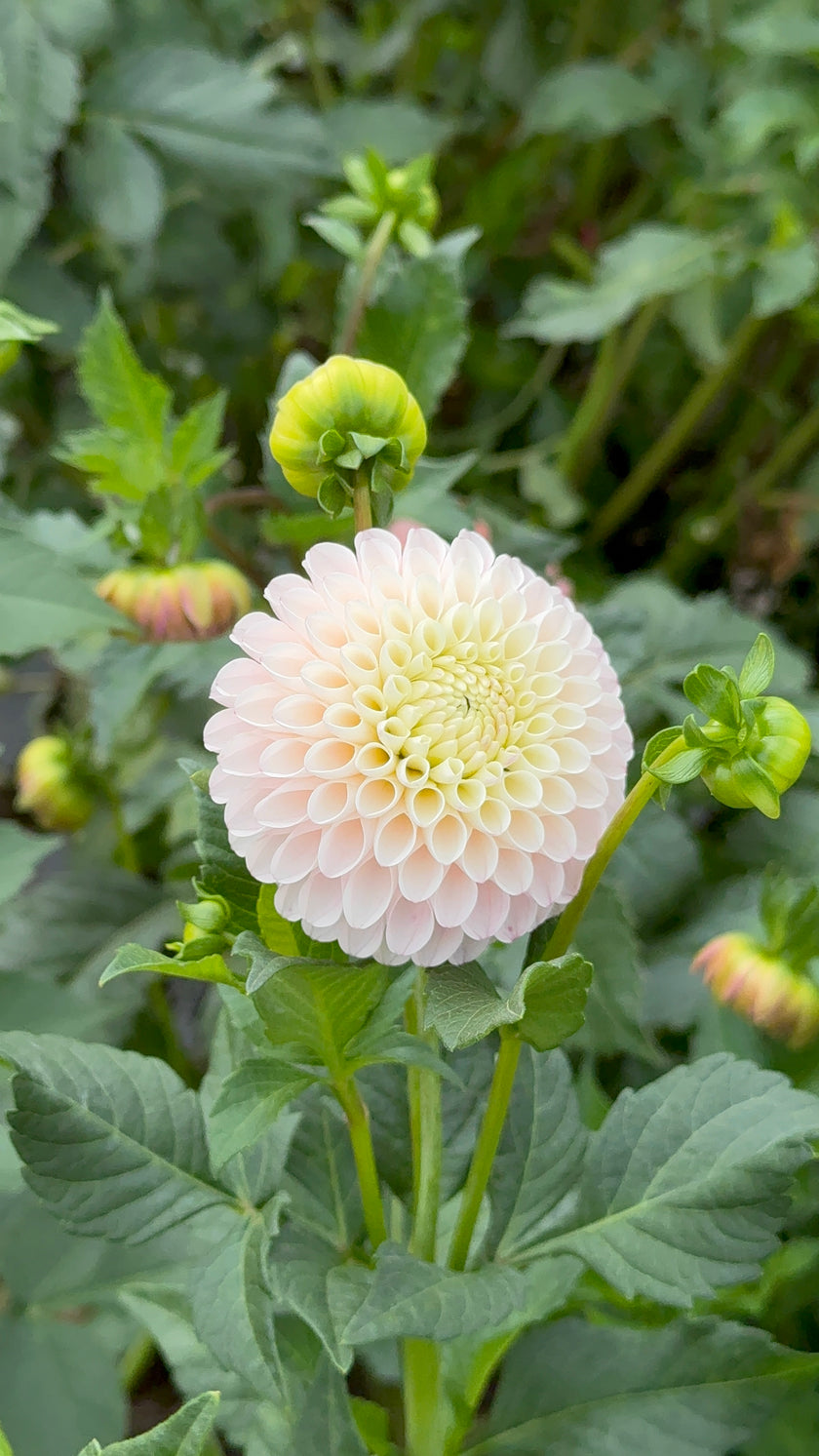 20th Ave Memory, Limit 1