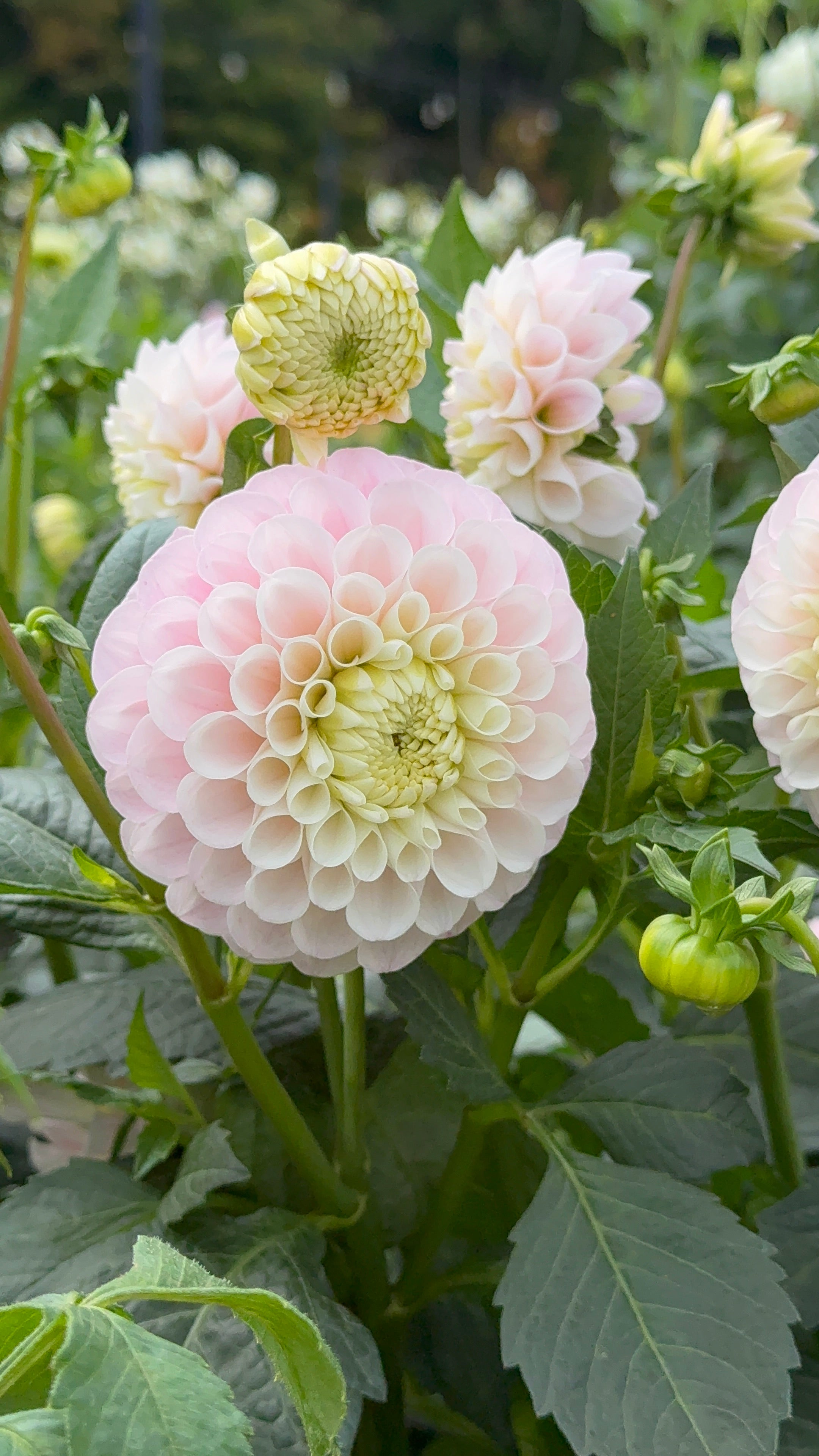 20th Ave Memory, Limit 1