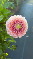 Bracken Rose, Limit 1