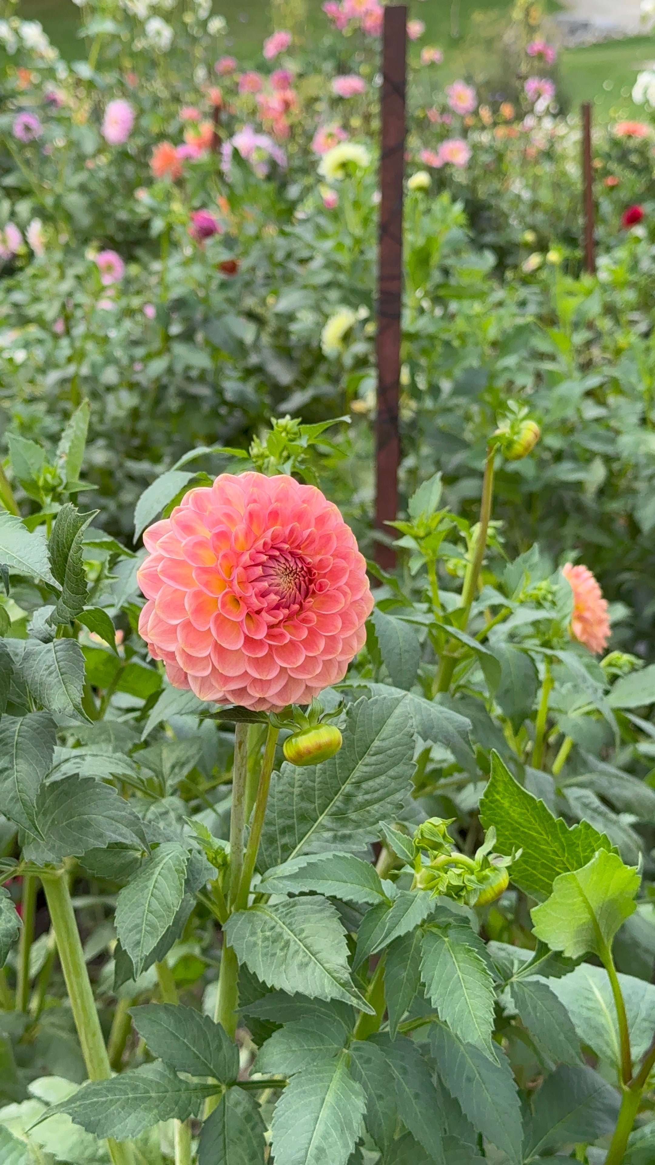 20th Ave Softer Peach