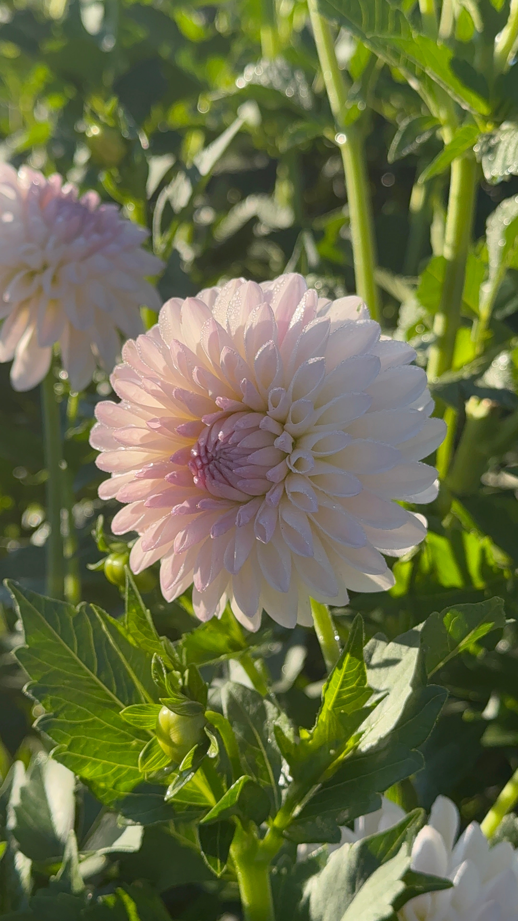 Tahoma Stellar Feller