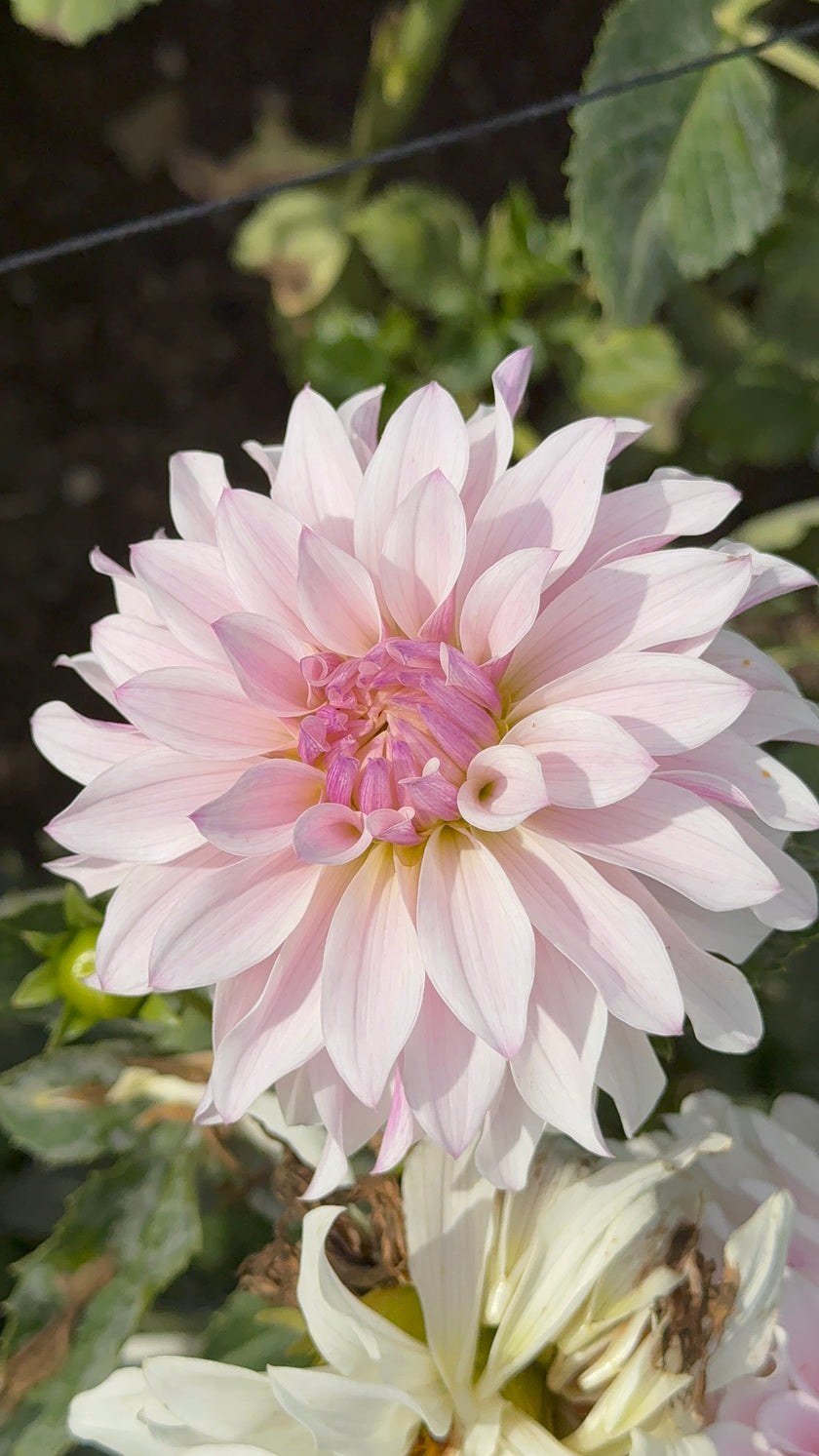 Bloomquist Compare, Limit 1