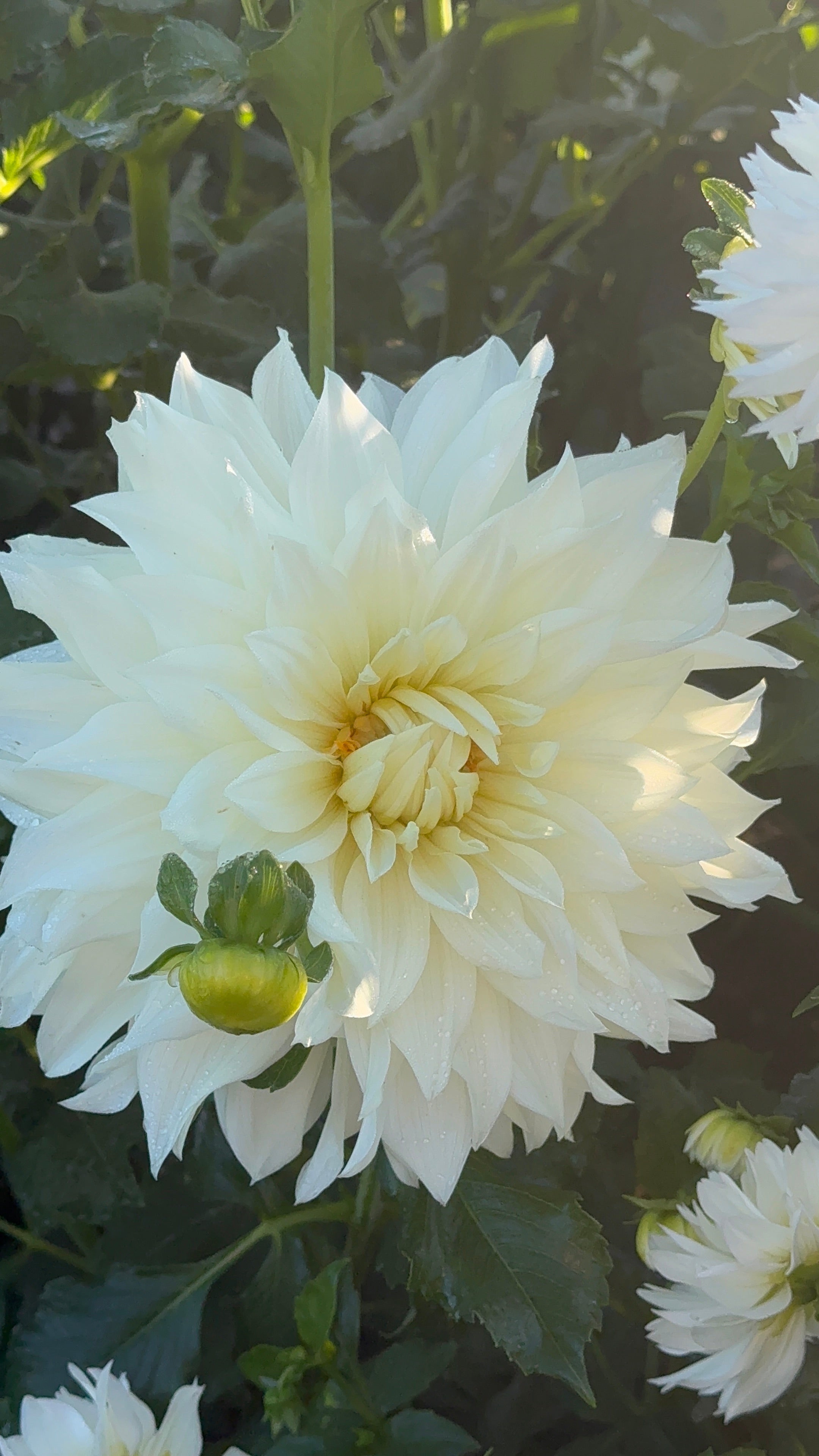 White Perfection