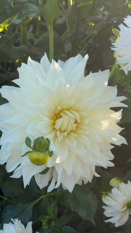 White Perfection