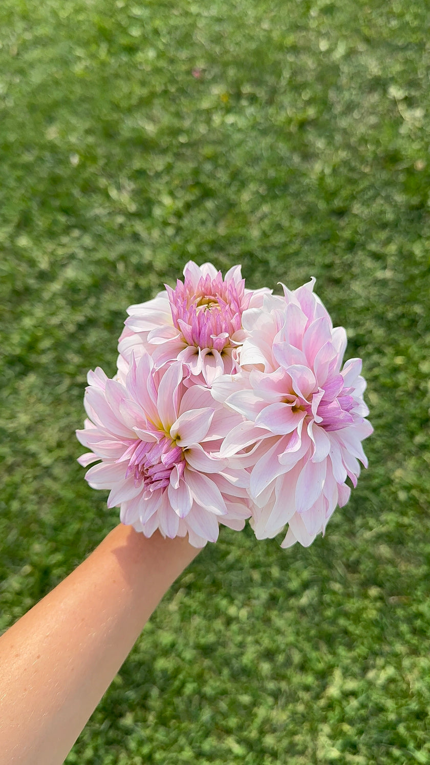 Bloomquist Compare, Limit 1