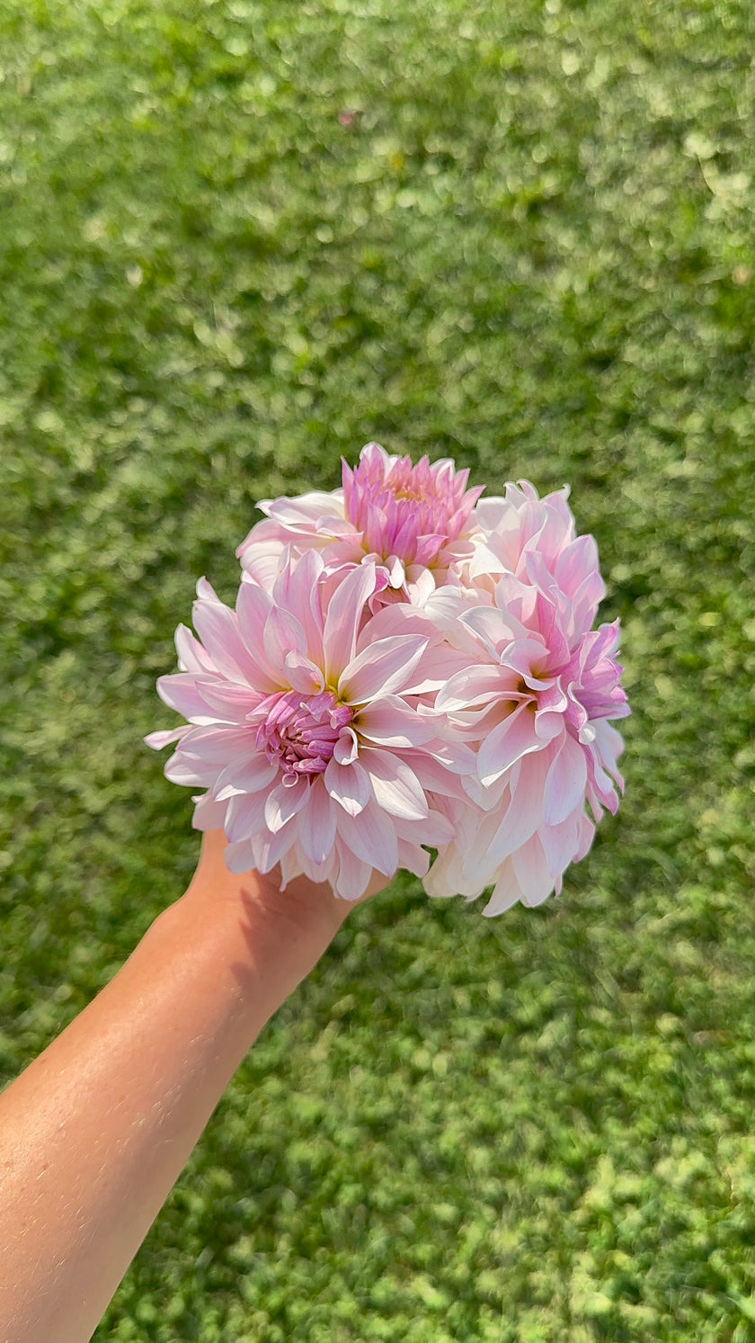 Bloomquist Compare, Limit 1