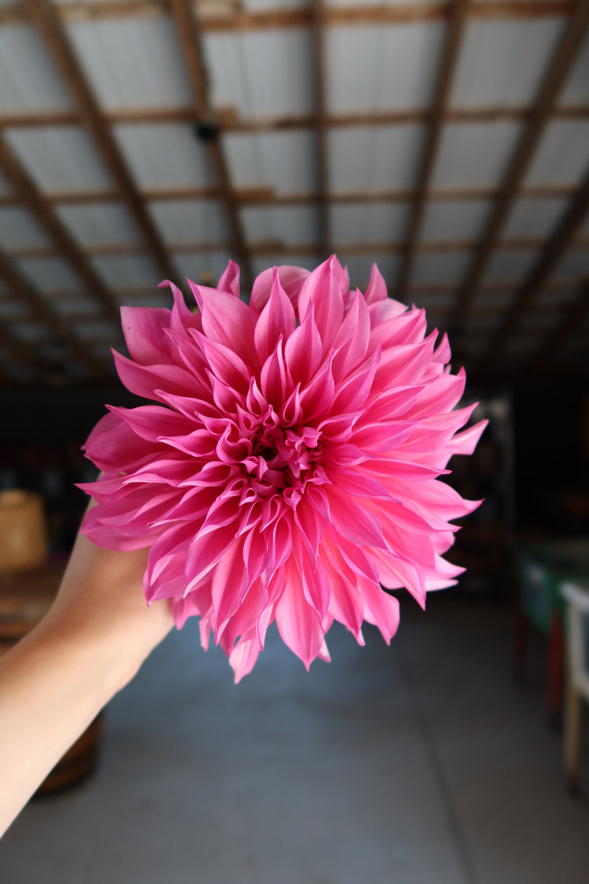 Café Au Lait (Rose)