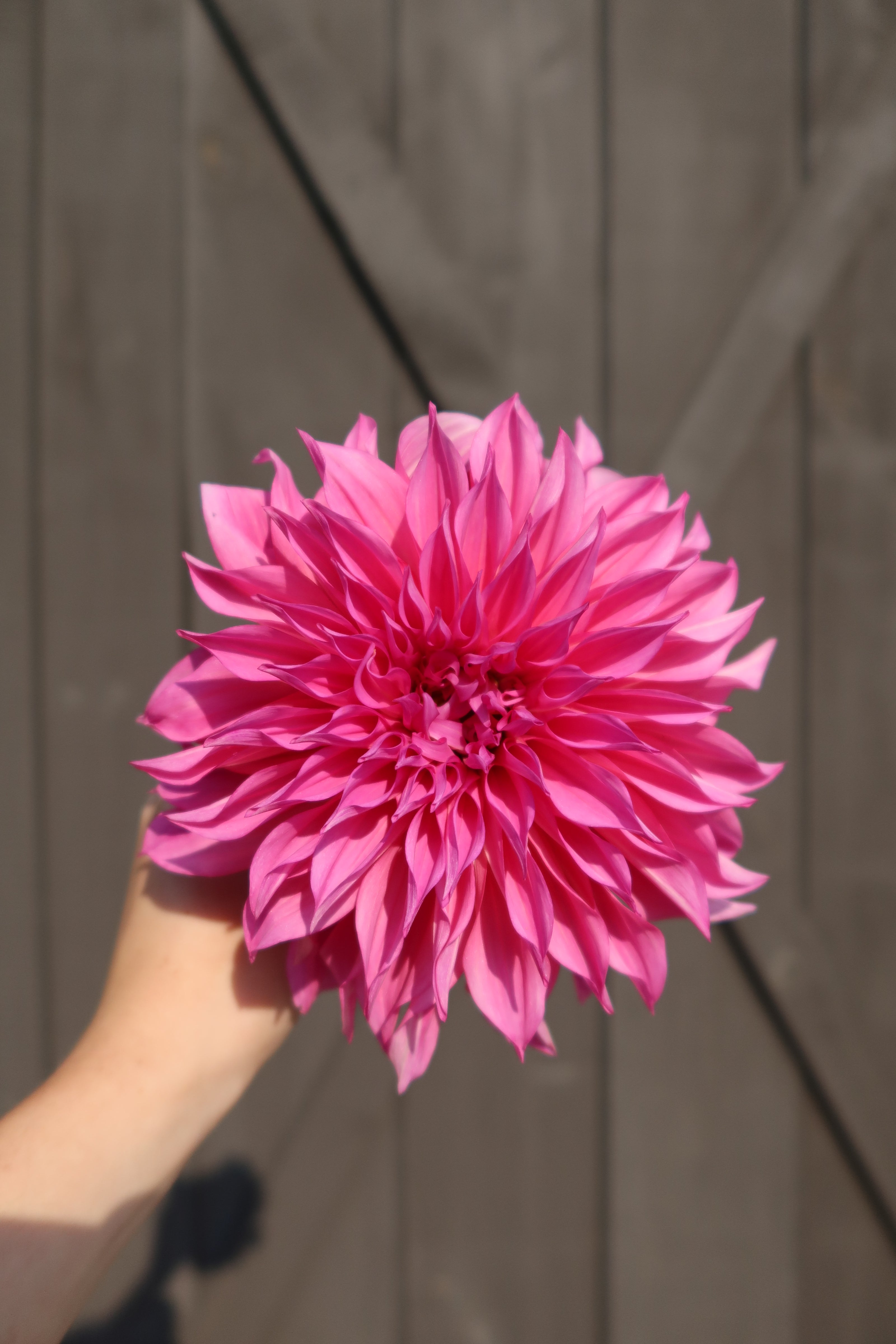 Café Au Lait (Rose)