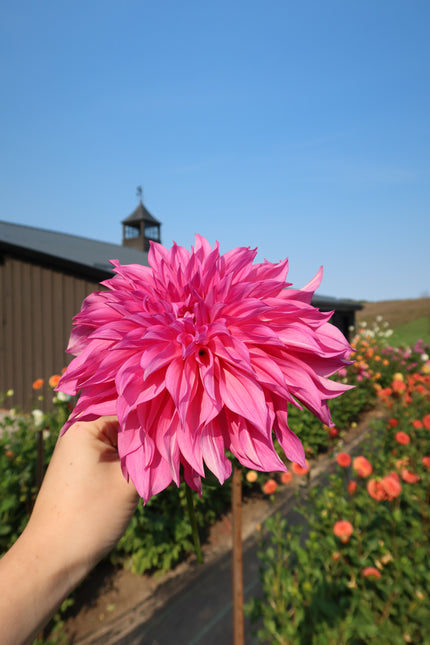 Café Au Lait (Rose)