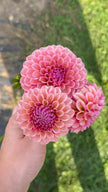 Bracken Rose, Limit 1