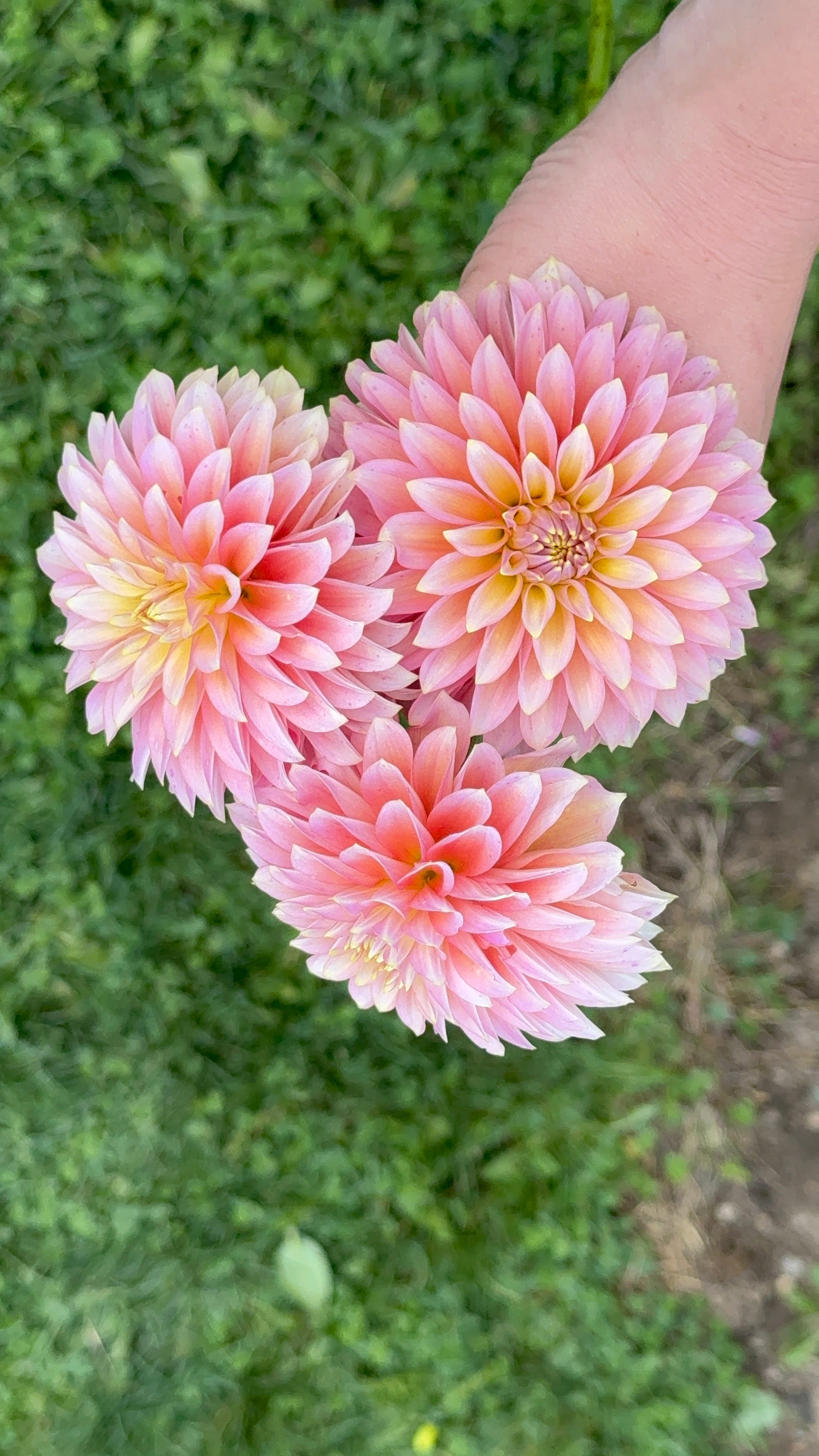 Bloomquist Mojo, Limit 1