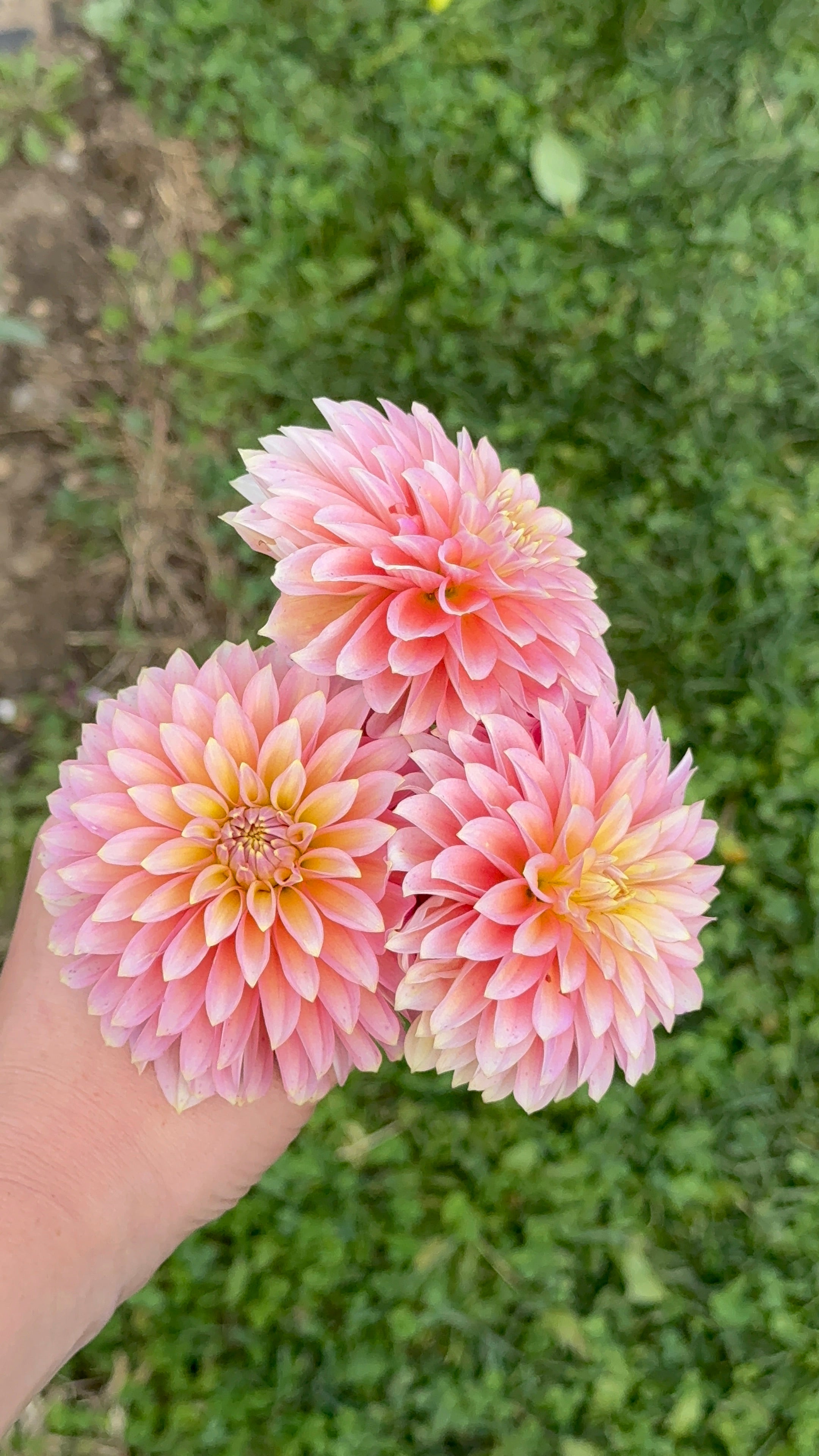 Bloomquist Mojo, Limit 1