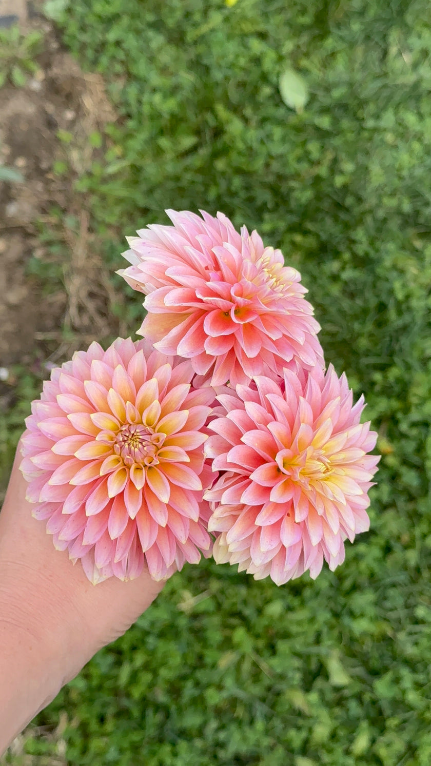 Bloomquist Mojo, Limit 1