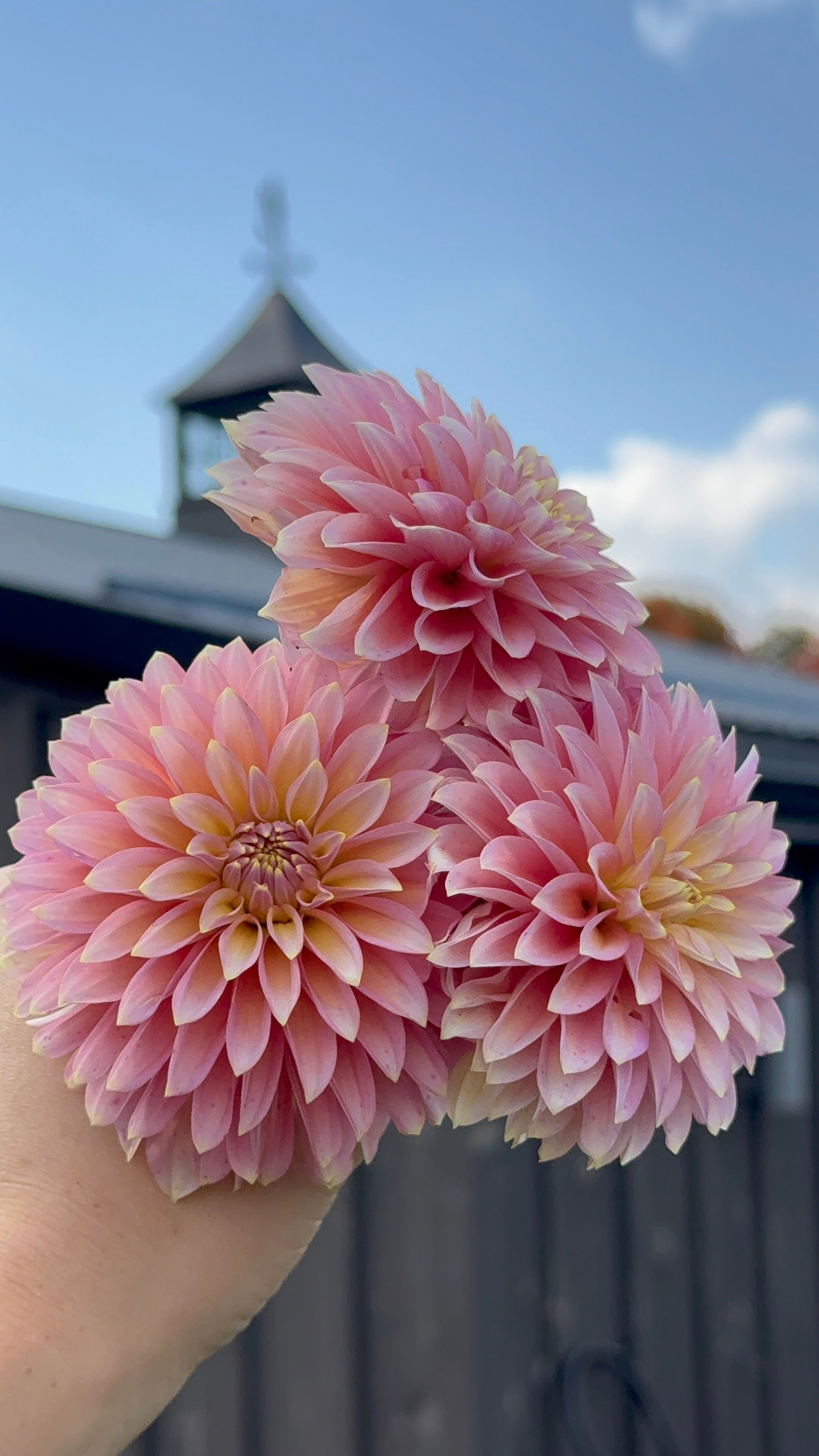 Bloomquist Mojo, Limit 1